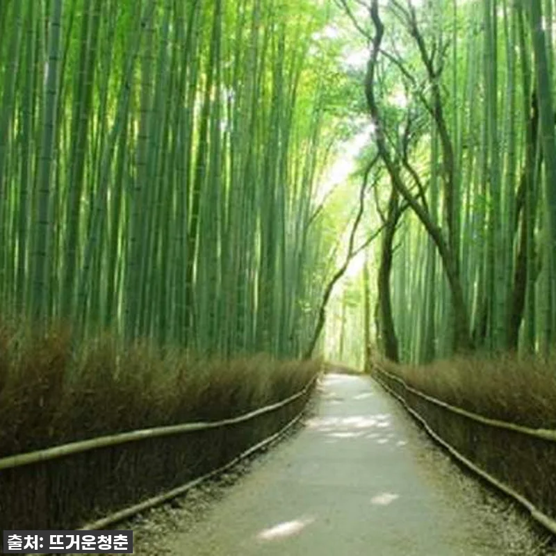 이 가격 실화?! ✨ 교토 핵심 명소 반나절 투어, 이거 안 하면 무조건 후회해요! (놓치면 품절각) 6 이 가격 실화?! ✨ 교토 핵심 명소 관련 이미지 1
