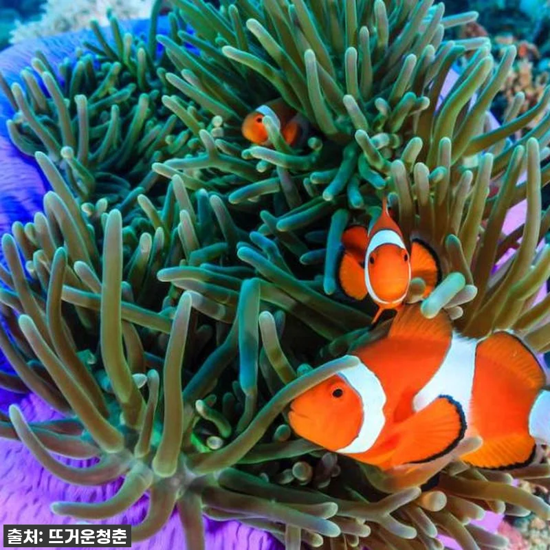 인생 버킷리스트 달성! 보라카이 스쿠버 다이빙, 이 가격 실화? 찐후기 갑니다! 6 인생 버킷리스트 달성! 보라카이 스쿠 관련 이미지 2