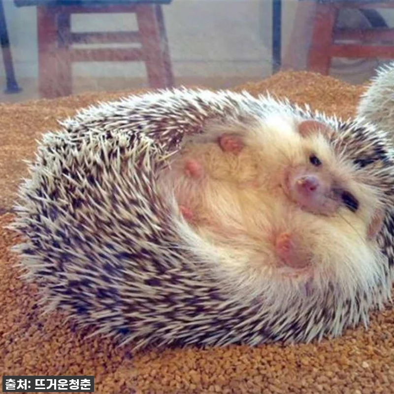 도쿄 여행 필수템! 하라주쿠 고슴도치 카페, 찐후기부터 꿀팁까지 다 알려드림! 8 도쿄 여행 필수템! 하라주쿠 고슴도치 관련 이미지 2