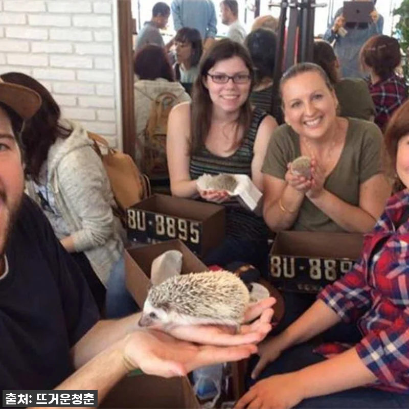 도쿄 여행 필수템! 하라주쿠 고슴도치 카페, 찐후기부터 꿀팁까지 다 알려드림! 9 도쿄 여행 필수템! 하라주쿠 고슴도치 관련 이미지 3