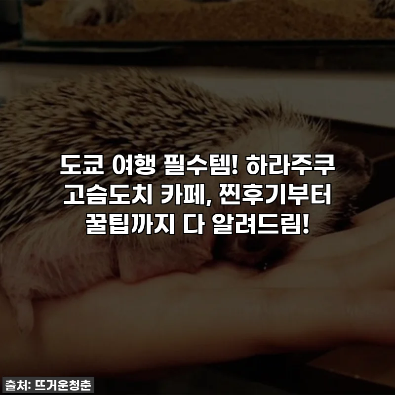 도쿄 여행 필수템! 하라주쿠 고슴도치 카페, 찐후기부터 꿀팁까지 다 알려드림!