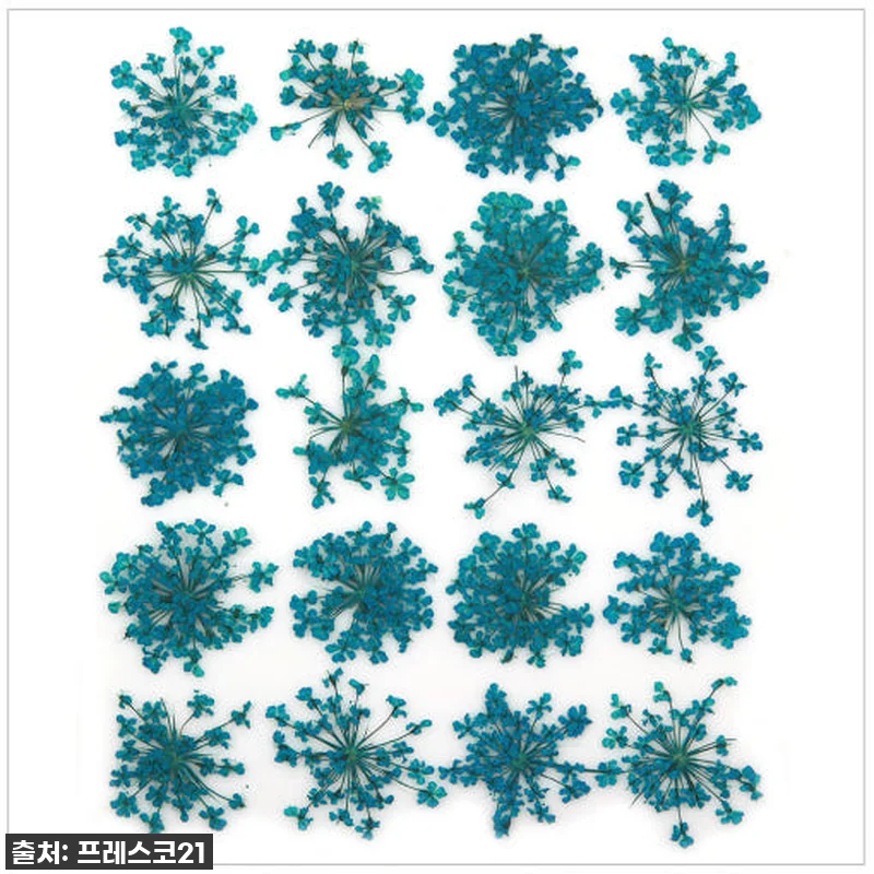 역대급 감성템! 프레스코21 압화 꽃송이 레이스플라워(하늘색), 내 방 분위기 책임지는 찐후기! 4 역대급 감성템! 프레스코21 압화 꽃 관련 이미지 1