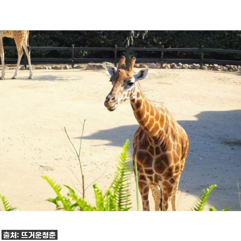 이건 무조건 사야 해! 시드니 타롱가 동물원, 79% 폭풍 할인이라니 이건 반칙! 7 이건 무조건 사야 해! 시드니 타롱가 관련 이미지 1