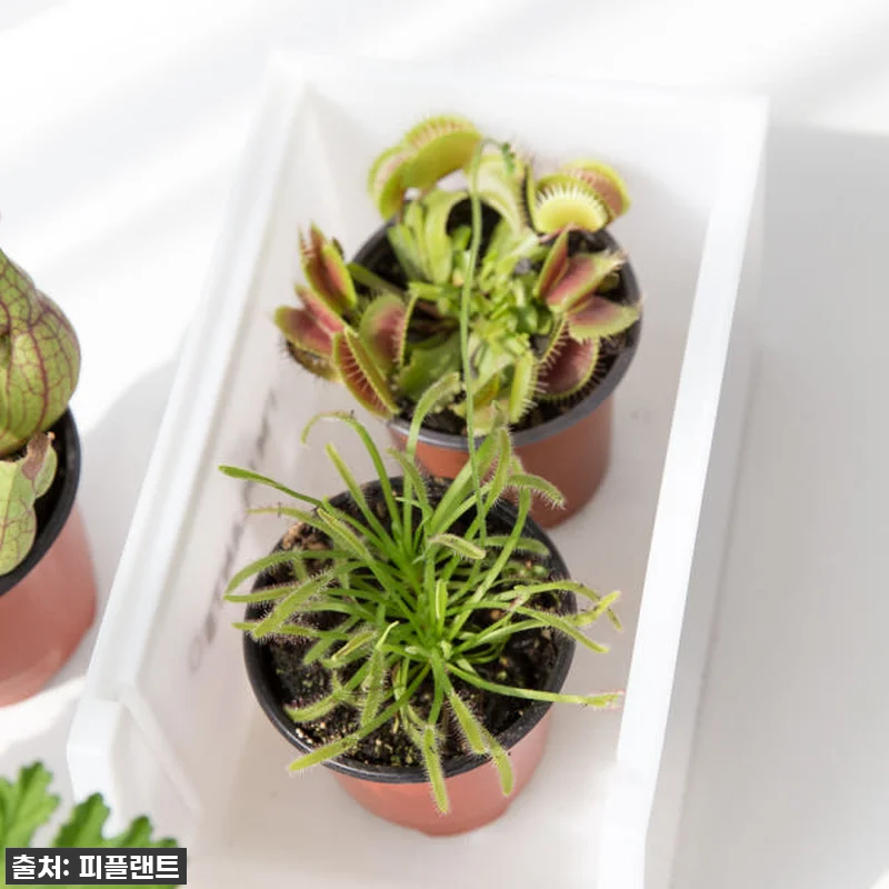 지금 안 사면 후회할 걸? 🥹 모기퇴 관련 이미지 1