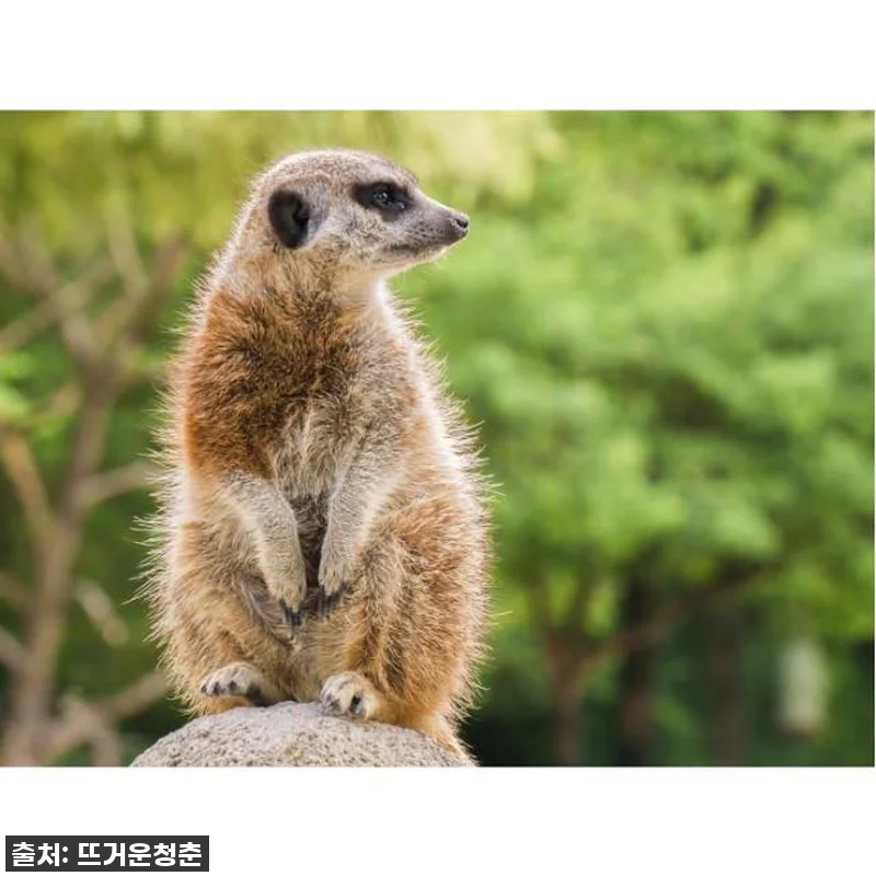 이건 무조건 사야 해! 시드니 타롱가 동물원, 79% 폭풍 할인이라니 이건 반칙! 8 이건 무조건 사야 해! 시드니 타롱가 관련 이미지 2