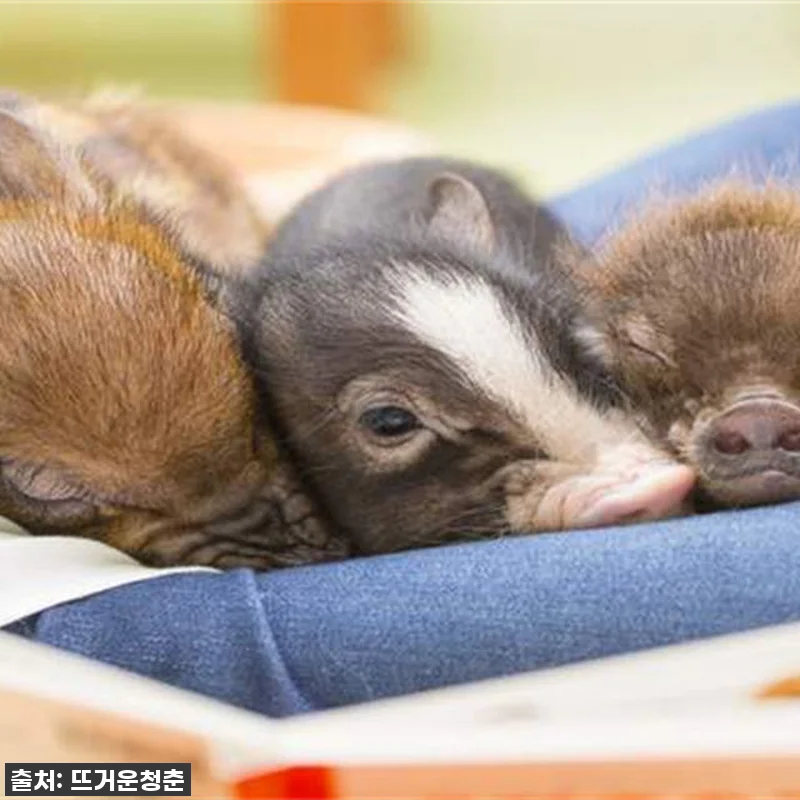 도쿄 여행 필수템! 하라주쿠 마이크로 관련 이미지 3