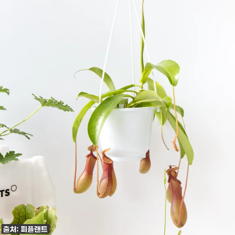 지금 안 사면 후회할 걸? 🥹 모기퇴 관련 이미지 3