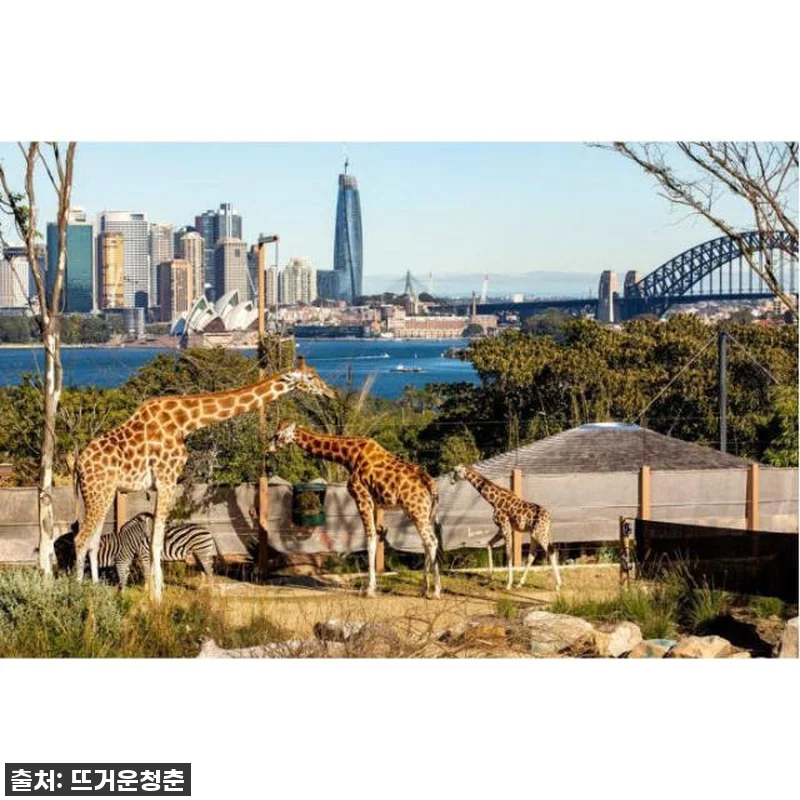 이건 무조건 사야 해! 시드니 타롱가 동물원, 79% 폭풍 할인이라니 이건 반칙! 10 이건 무조건 사야 해! 시드니 타롱가 관련 이미지 4