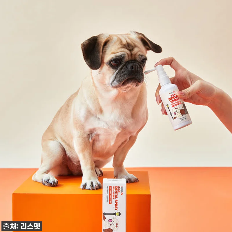 이슈템 떴다! 강아지 고양이 입냄새 관련 이미지 6