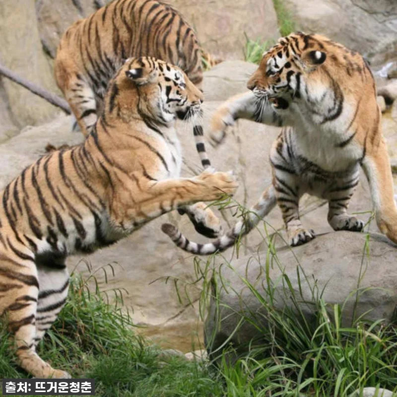 이슈템! 더블린 여행 필수템, 더블린 관련 이미지 7