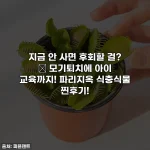 지금 안 사면 후회할 걸? 🥹 모기퇴치에 아이 교육까지! 파리지옥 식충식물 찐후기!