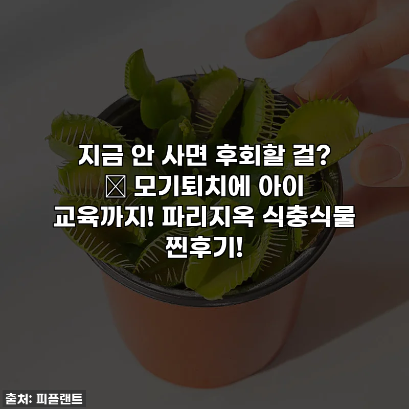지금 안 사면 후회할 걸? 🥹 모기퇴치에 아이 교육까지! 파리지옥 식충식물 찐후기!