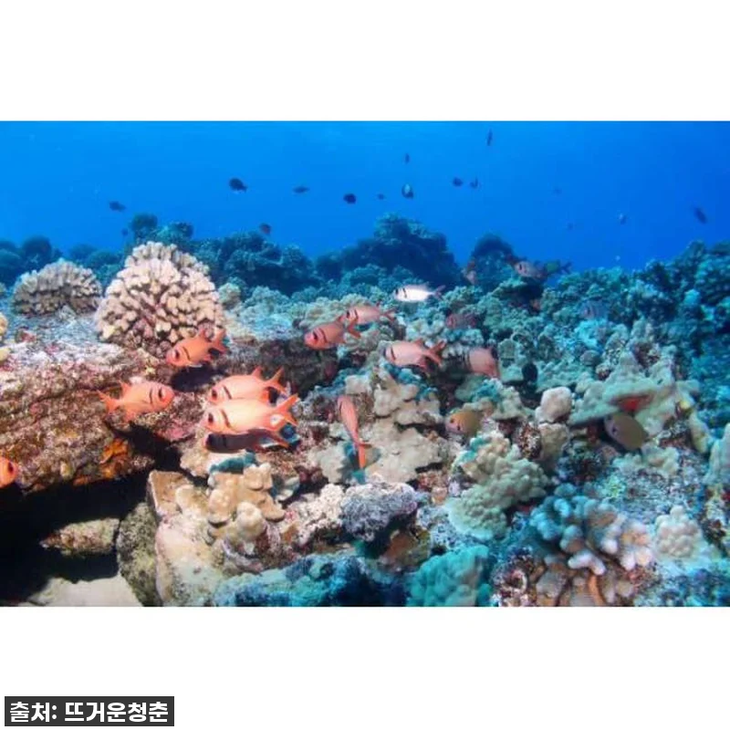 하와이 마우이 몰로키니 스노클링 후기 관련 이미지 1