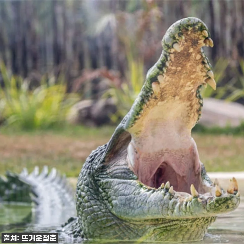 시드니 동물원 입장권 관련 이미지 2