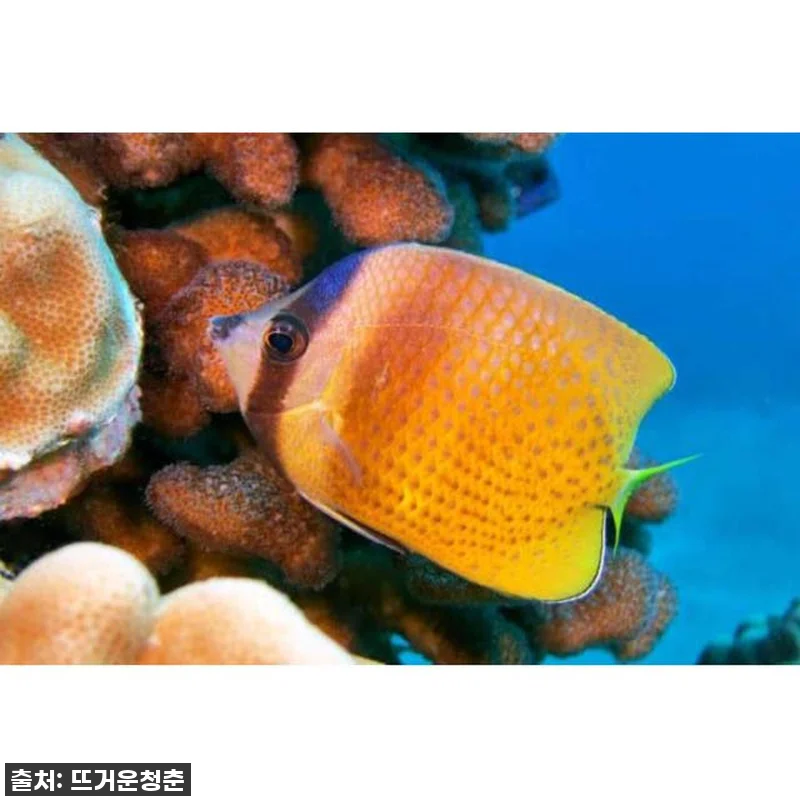 하와이 마우이 몰로키니 스노클링 후기 관련 이미지 3