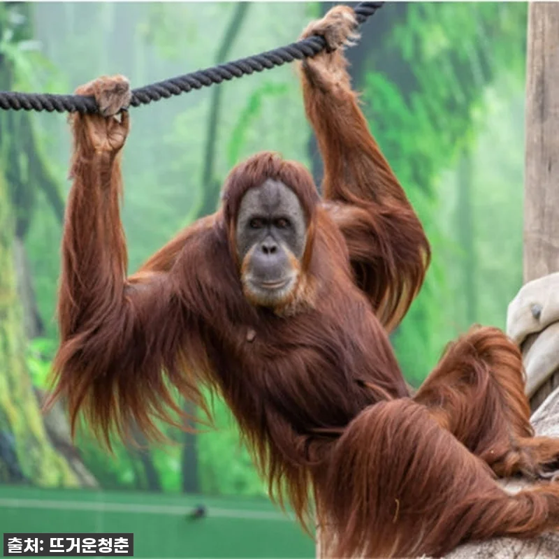 시드니 동물원 입장권 관련 이미지 3