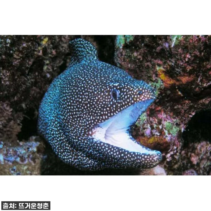 하와이 마우이 몰로키니 스노클링 후기 관련 이미지 4