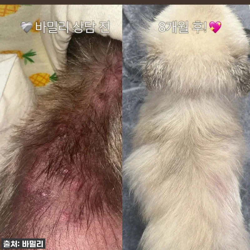 고민 끝! 바밀리 알로페시아 케어라인 관련 이미지 1