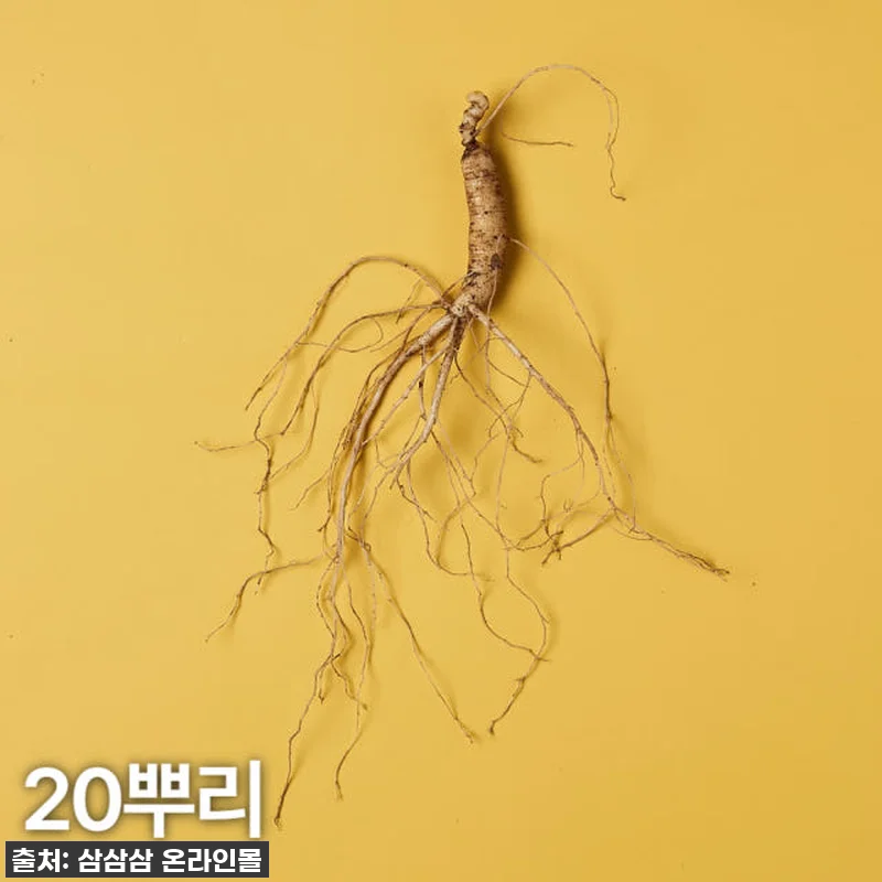 환절기 면역력 비상? 5,6년근 산양 관련 이미지 1