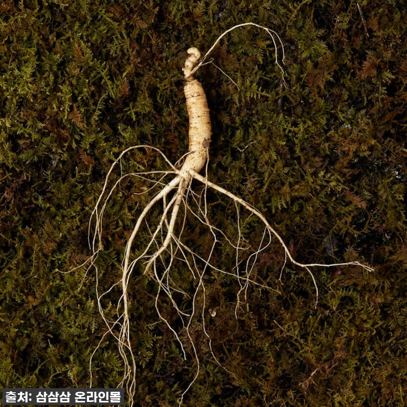 환절기 면역력 비상? 5,6년근 산양 관련 이미지 3