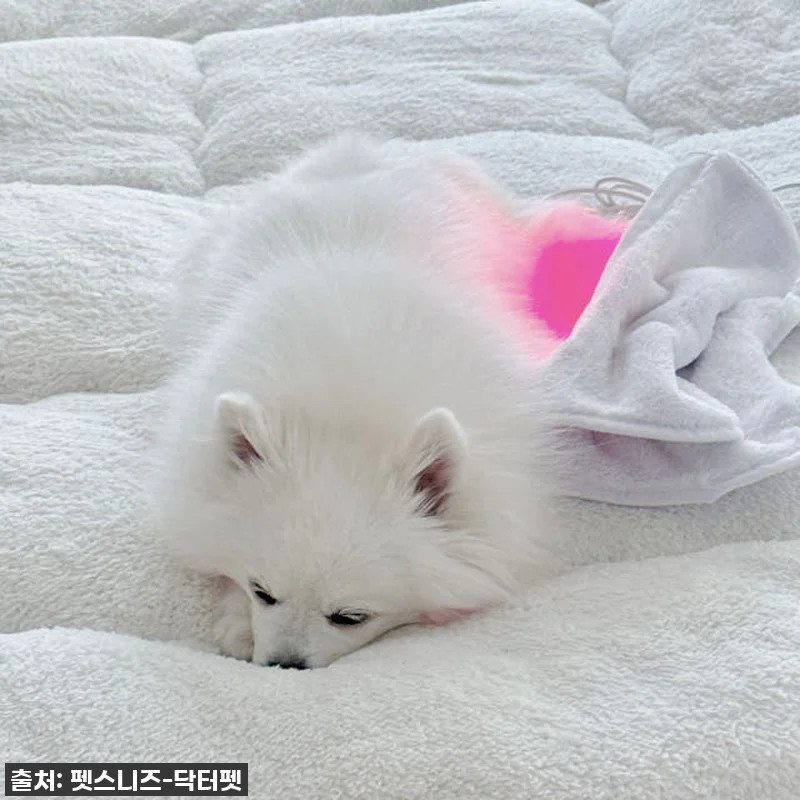 우리 아이 깡총깡총! 펫스니즈 닥터펫 관련 이미지 6