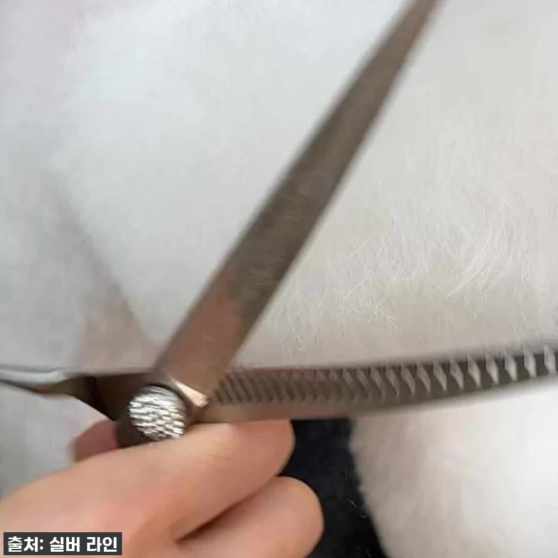 우리집 댕댕이 미용, 미용실 맡기지 관련 이미지 5