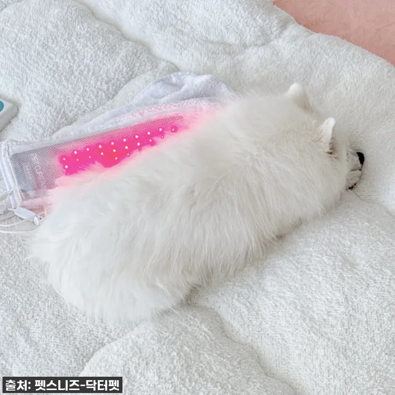 우리 아이 깡총깡총! 펫스니즈 닥터펫 관련 이미지 7