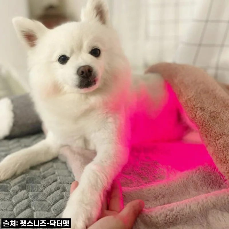 우리 아이 깡총깡총! 펫스니즈 닥터펫 펫큐어레이 커버-Q, 한 달 사용 찐후기 (놓치면 후회할 초특가 소식까지!)