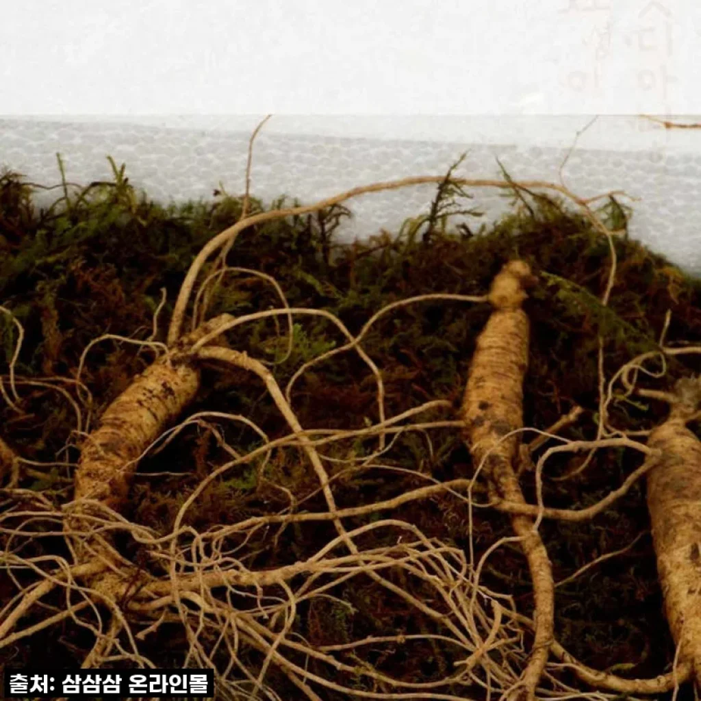 환절기 면역력 비상? 5,6년근 산양산삼으로 기력 충전 찐후기!