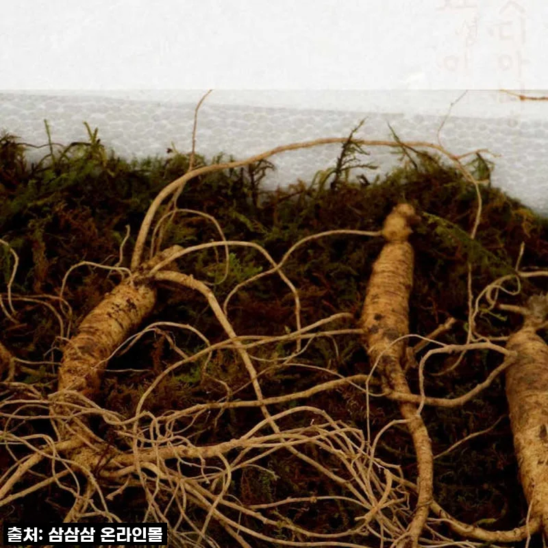 환절기 면역력 비상? 5,6년근 산양산삼으로 기력 충전 찐후기!