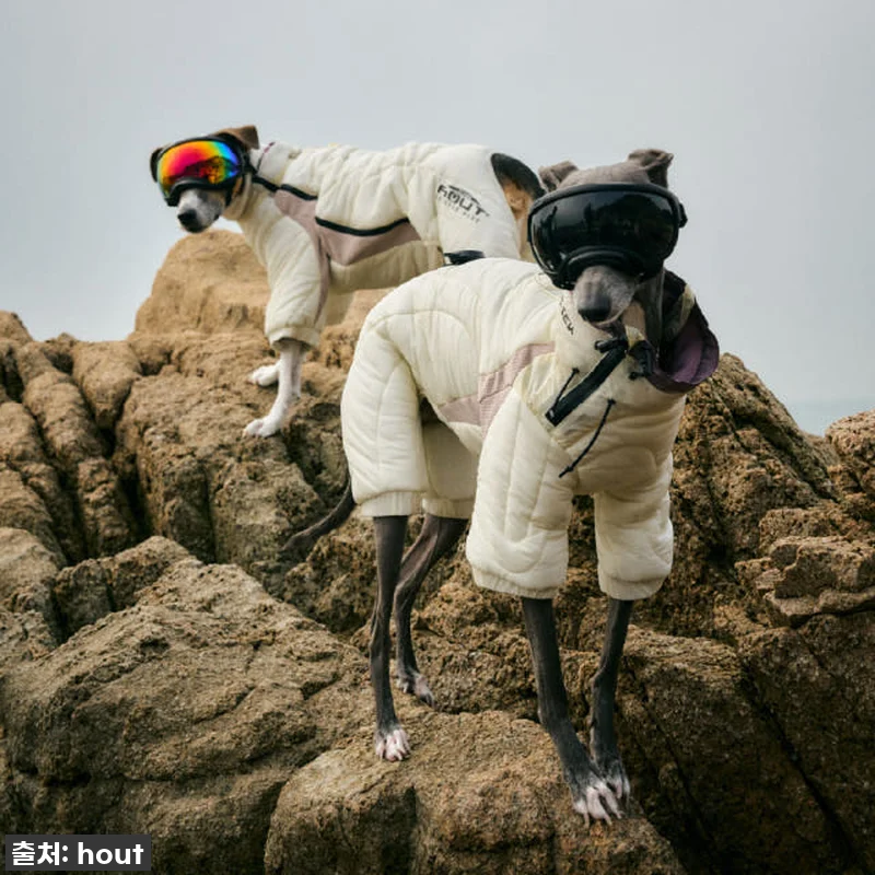 우리 솜이 겨울 패딩? '하웃 강아지 관련 이미지 1