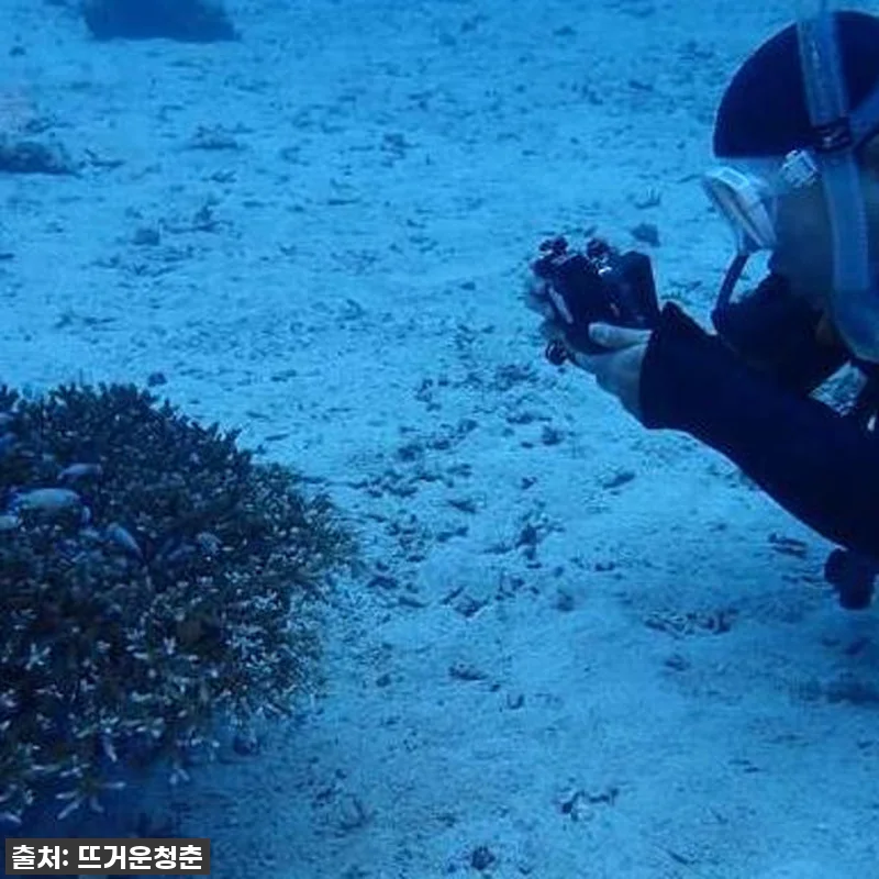 오키나와 케라마제도 다이빙, 자격증 관련 이미지 2