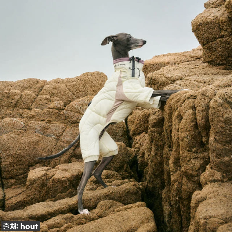 우리 솜이 겨울 패딩? '하웃 강아지 관련 이미지 2