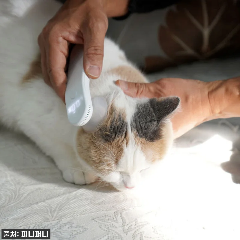 우리 아이 귓병 탈출! 디버펫 강아지 관련 이미지 3