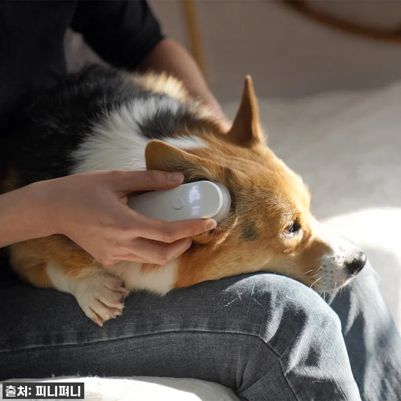 우리 아이 귓병 탈출! 디버펫 강아지 관련 이미지 4