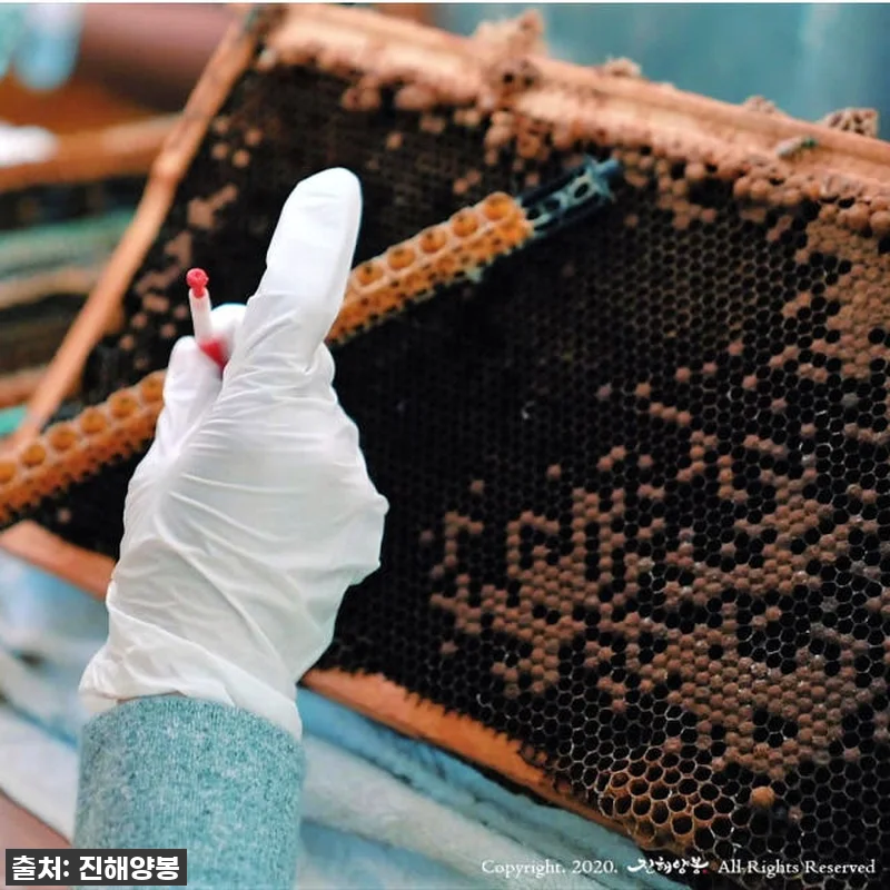 진해양봉 생로얄제리, 지친 나에게 선 관련 이미지 4