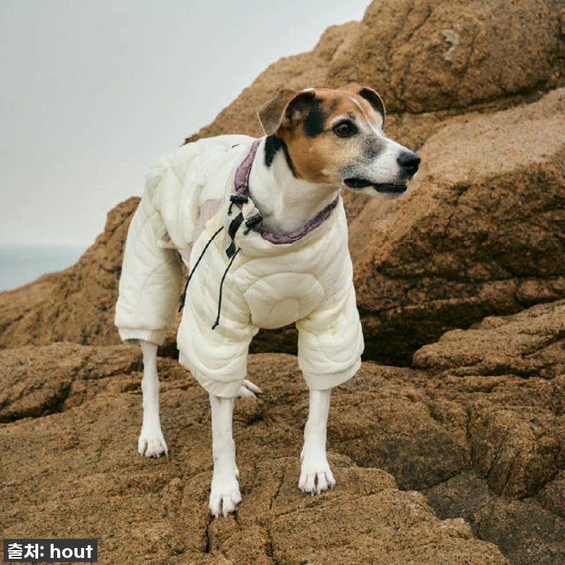 우리 솜이 겨울 패딩? '하웃 강아지 관련 이미지 4