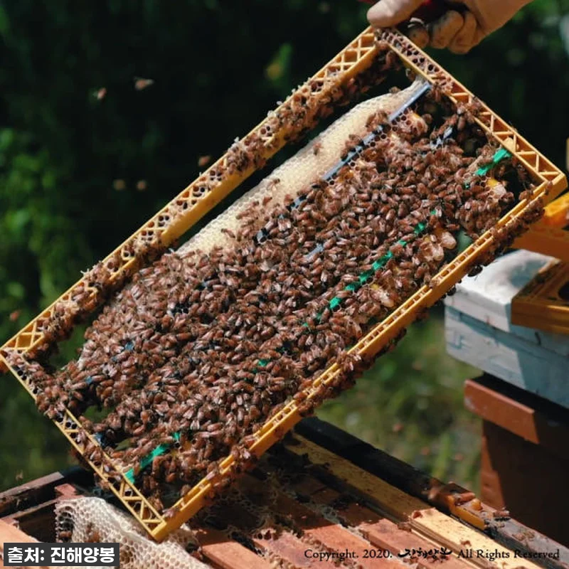 진해양봉 생로얄제리, 지친 나에게 선 관련 이미지 5