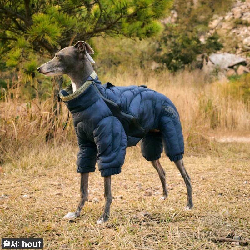 우리 솜이 겨울 패딩? '하웃 강아지 관련 이미지 5