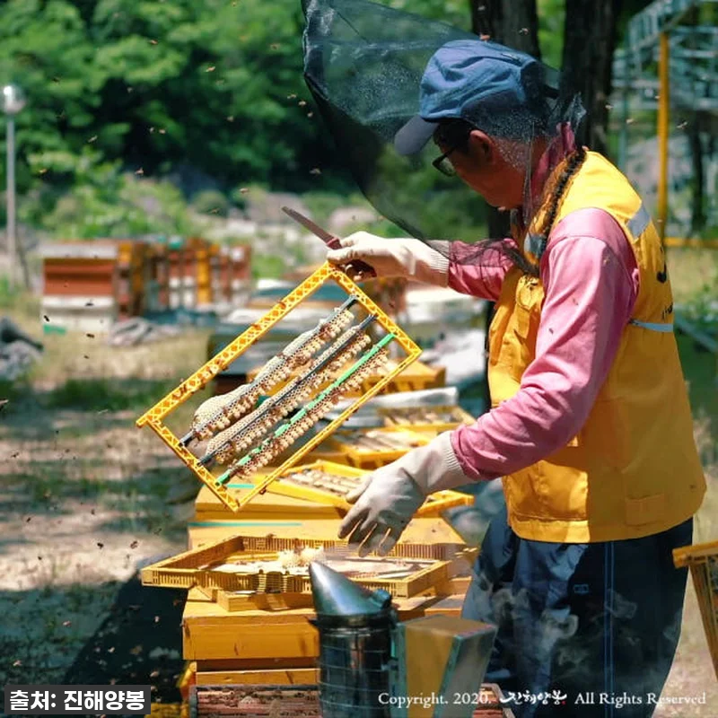 진해양봉 생로얄제리, 지친 나에게 선 관련 이미지 6