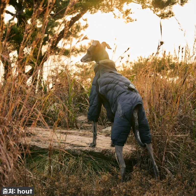 우리 솜이 겨울 패딩? '하웃 강아지 관련 이미지 6