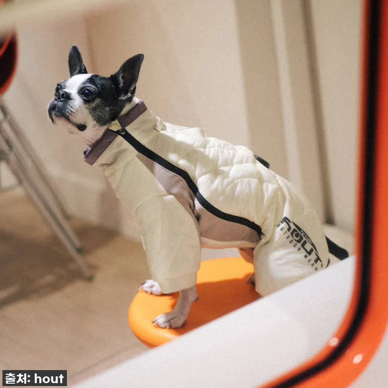 우리 솜이 겨울 패딩? '하웃 강아지 관련 이미지 7