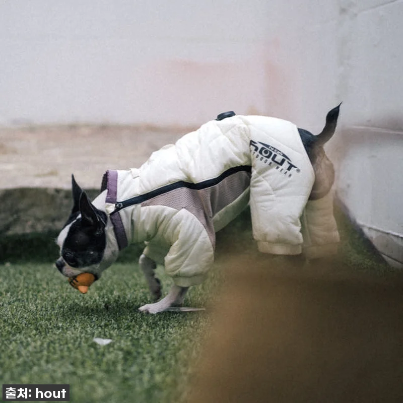 우리 솜이 겨울 패딩? '하웃 강아지 관련 이미지 9