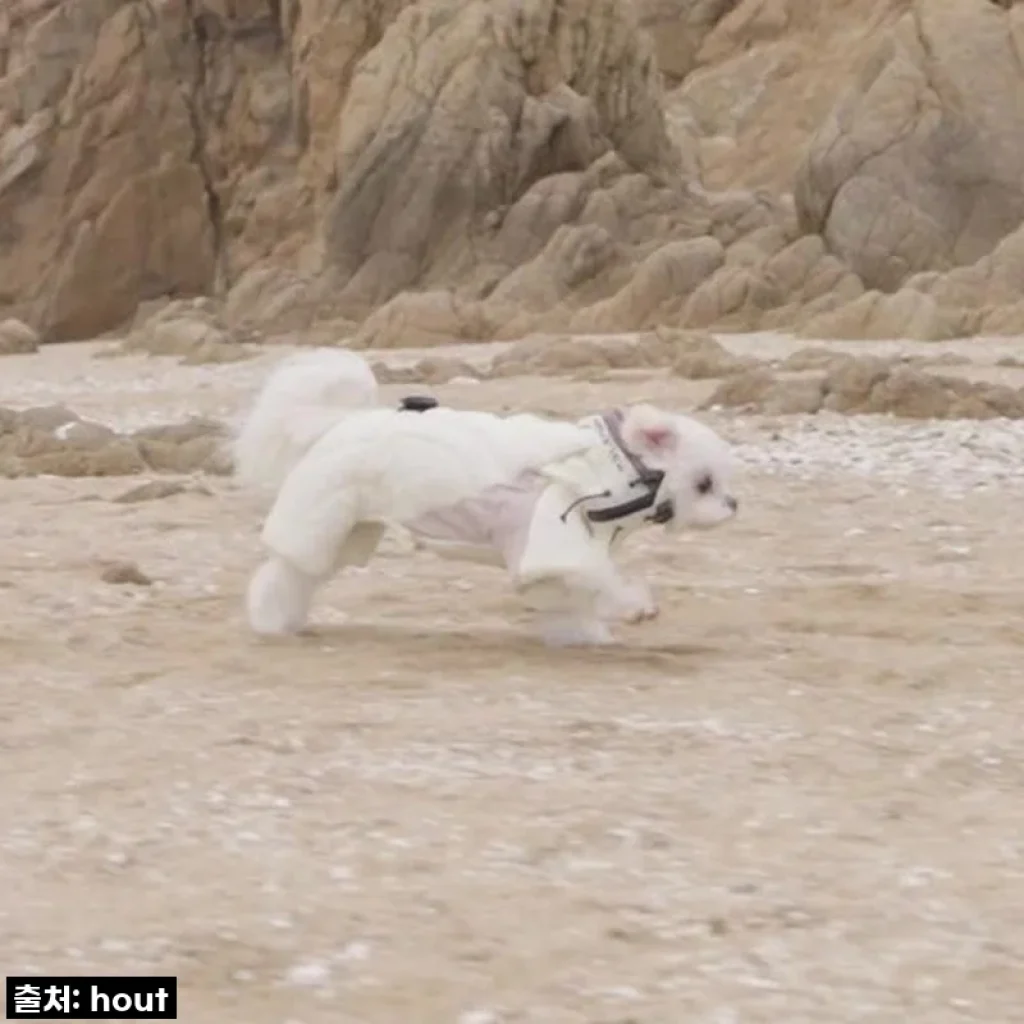 우리 솜이 겨울 패딩? '하웃 강아지 패딩 올인원' 직접 입혀보니 역대급 보온성과 스타일까지 잡았네!