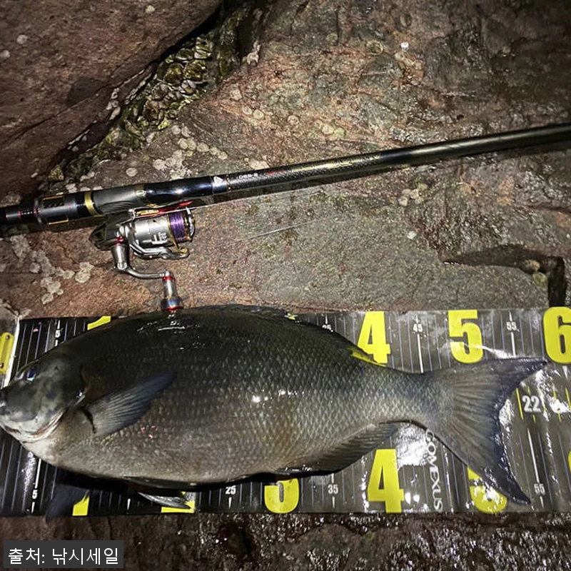 NS블랙홀 알바트로스 VIP 갯바위릴 관련 이미지 5