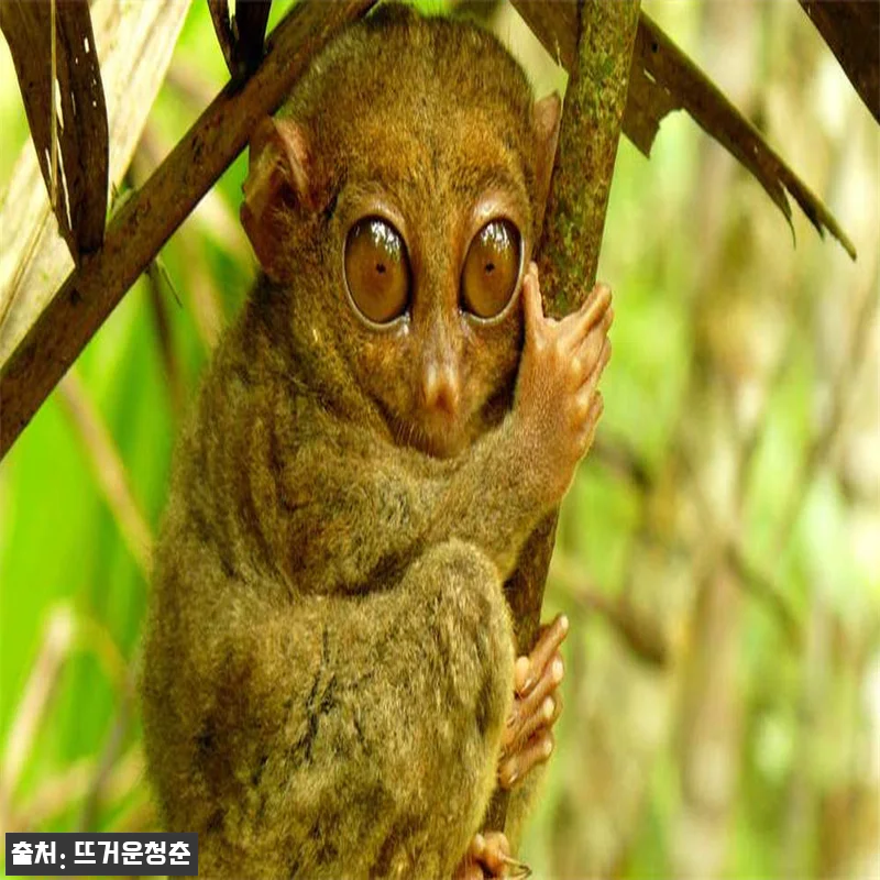 필리핀 보홀 프라이빗 차량대절 투어, 관련 이미지 1