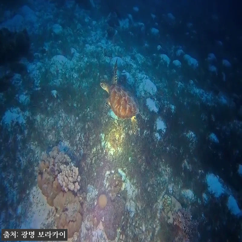 [보홀] 빛의 오페라 나이트 프리다이 관련 이미지 1