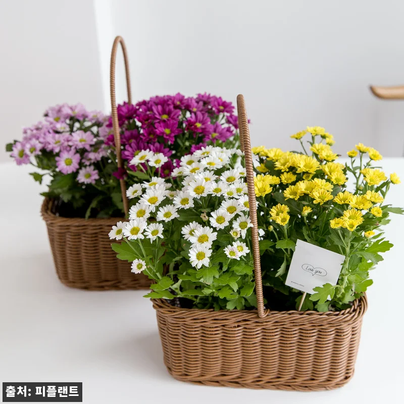 미니 국화 꽃 가을꽃 소국 화분 스위 관련 이미지 1