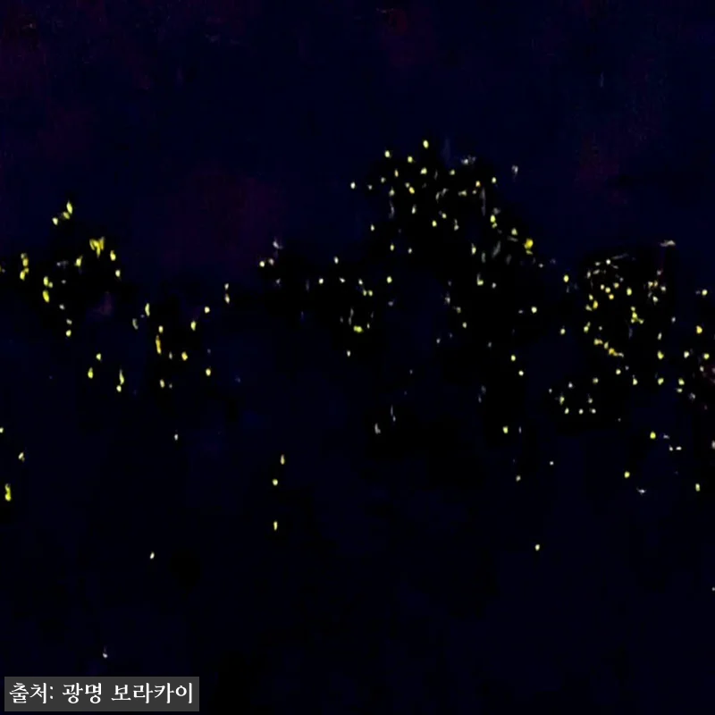 [보홀] 빛의 오페라 나이트 프리다이 관련 이미지 3