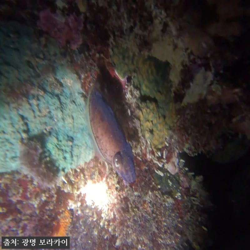 [보홀] 빛의 오페라 나이트 프리다이 관련 이미지 5